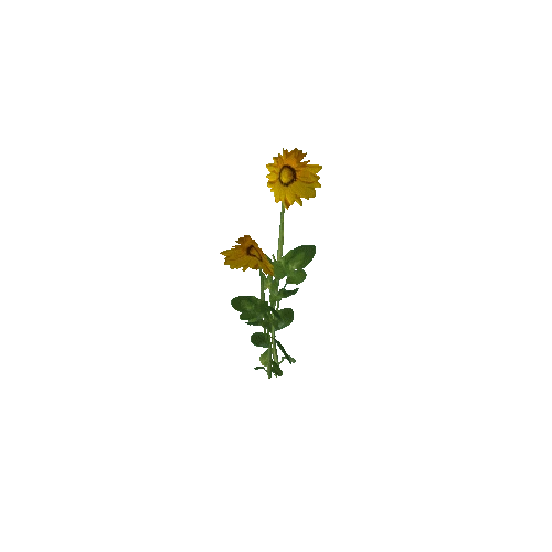 Flower 5 (Type 4)
